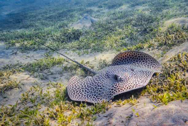 reticulate whipray oder waben stechen (himantura uarnak) im roten meer - marsa alam - ägypten - stingray stock-fotos und bilder