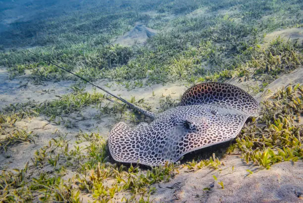 This ray can reach a diameter of up to 1,5m. The almost circular body is covered with dark spots, which can fade with age or dissolve completely. The whip-shaped tail is almost twice as long as the actual body and, from the clearly visible sting, much darker than the rest of the fish.