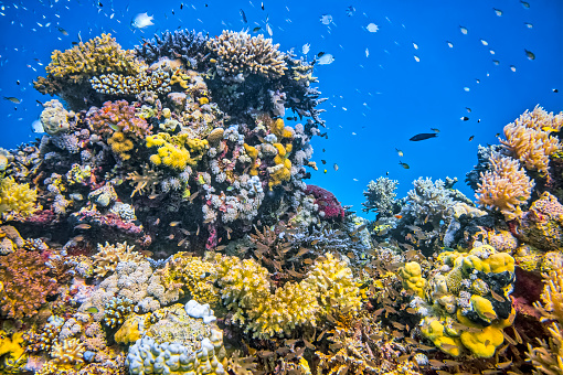 The Red Sea is a rich and diverse ecosystem. More than 1200 species of fish have been recorded in the Red Sea, and around 10% of these are found nowhere else. This also includes 42 species of deepwater fish. The rich diversity is in part due to the 2,000 km (1,240 mi) of coral reef extending along its coastline; these fringing reefs are 5000–7000 years old and are largely formed of stony acropora and porites corals. The reefs form platforms and sometimes lagoons along the coast and occasional other features such as cylinders (such as the Blue Hole (Red Sea) at Dahab). These coastal reefs are also visited by pelagic species of Red Sea fish, including some of the 44 species of shark.