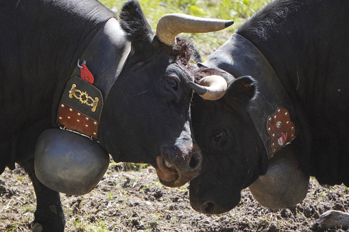 Herens cattles in the Swiss Alps are fighting to become the Queen of the Cows after the first day on the alp, Valley of Turtmann, Canton of Valais