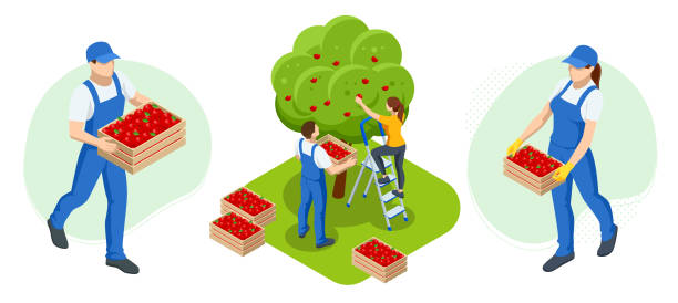 아이소메트릭 정원사, 농부 및 정원을 돌보는 노동자, 농산물 재배. 수확 준비가 된 과수원의 익은 사과 - farm fruit vegetable orchard stock illustrations