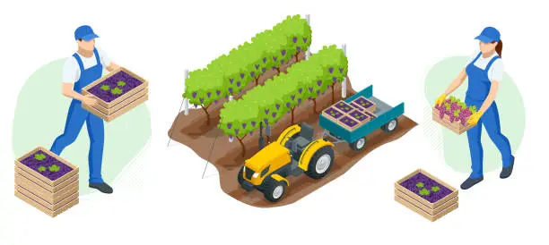 Vector illustration of Isometric gardeners, farmers, workers caring for the garden, growing agricultural products. Grape harvest, Red wine grapes. Vineyard In Fall Harvest With Ripe Grapes. Oganic food, fine wine handmade