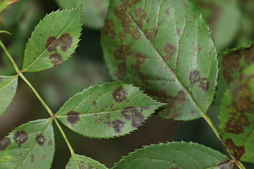 The black spots on the leaves are circular with a perforated edge.