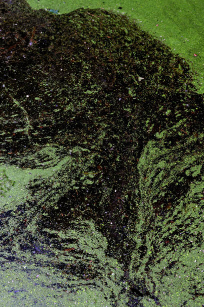 istock Abstract pattern of flowering duckweeds plants (lemna) in a pond 1404198603