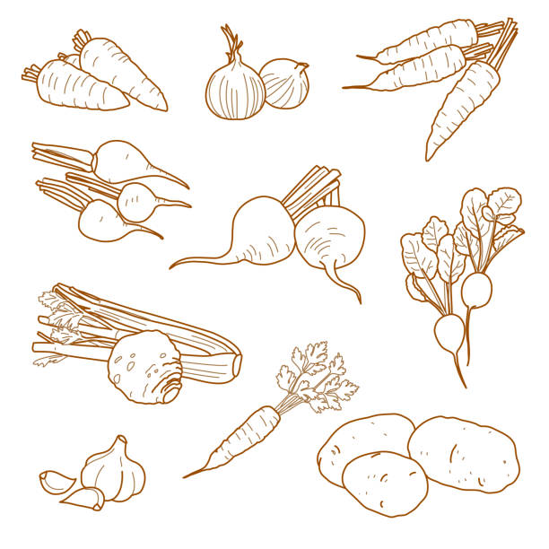 warzywa korzeniowe, zestaw wegetariańskich produktów rolnych, wektor - radish stock illustrations