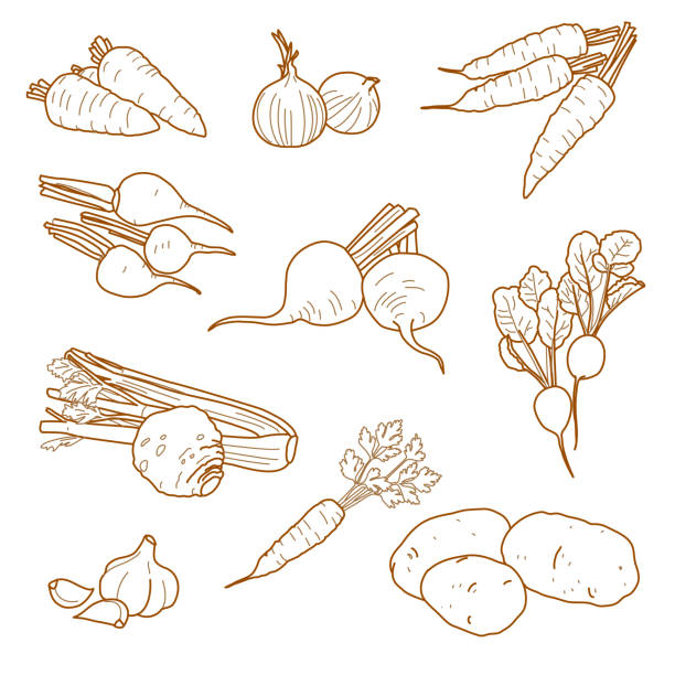 bildbanksillustrationer, clip art samt tecknat material och ikoner med root vegetables, vegetarian farm products set, vector - radishes