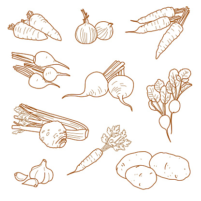 Root vegetables, vegetarian farm products set, vector, hand-drawn Root vegetables, vegetarian farm products set, vector, hand-drawn