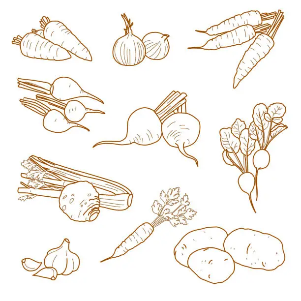 Vector illustration of Root vegetables, vegetarian farm products set, vector