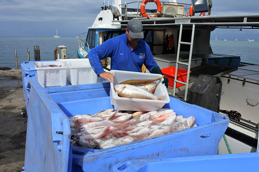 Front view of mid adult Caucasian man in protective workwear standing on deck of small trawler holding Dover Sole and Atlantic Bonito and smiling at camera.