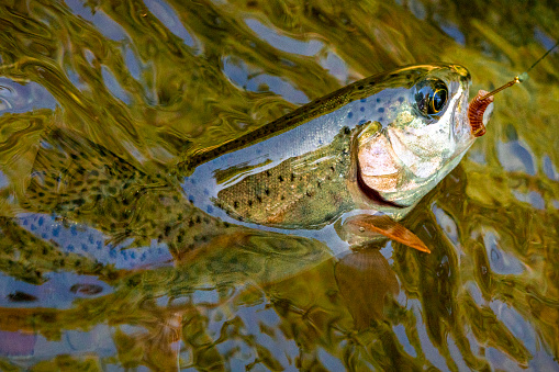 Rainbow trout on a hook