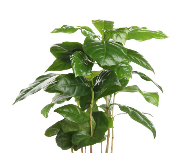 istock Coffee plants with green leaves on white background 1404200427