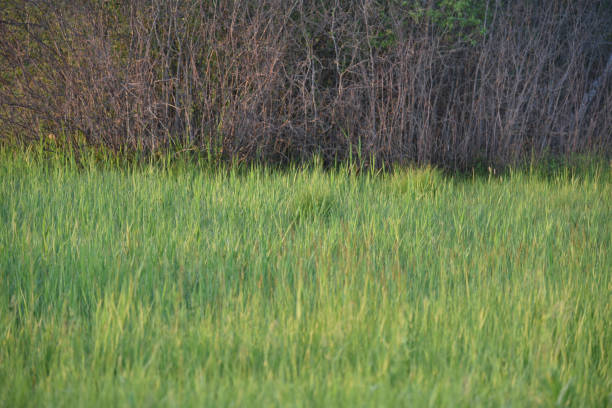 istock Green juicy grass in the field in summer 1404200545