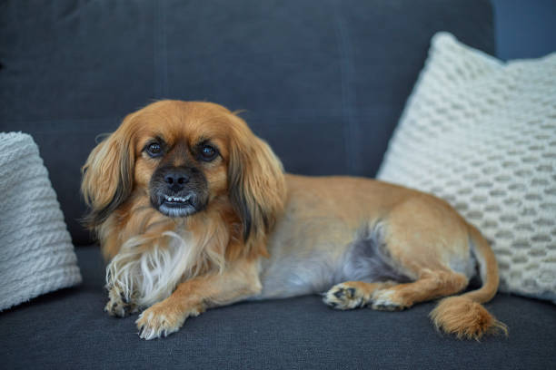 Cute lion dog with underbite lying in the sofa in his house