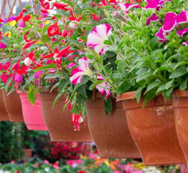 istock flowers in pots hung from the ceiling 1404200742