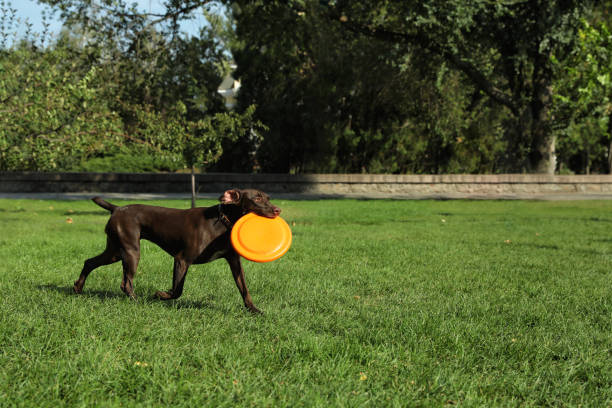 istock Woman and her dog playing with flying disk in park 1404200923