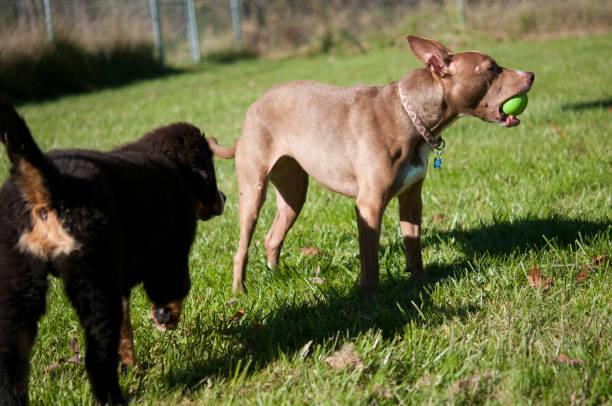 istock Bernese Mountain Dog and Pitbull out in the yard together 1404200962