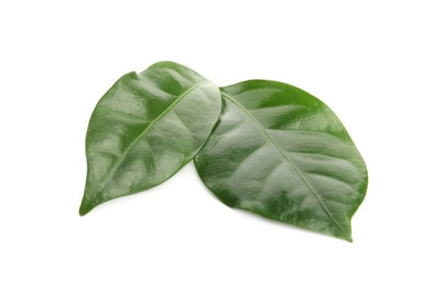 istock Leaves of coffee plant on white background 1404201089