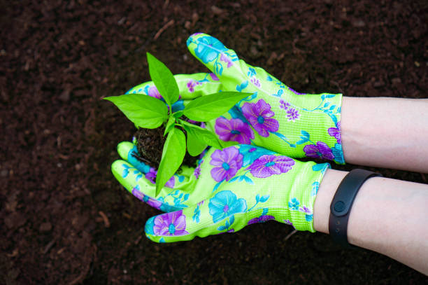 istock Sprout in hands in colored gloves. Top view. 1404201205