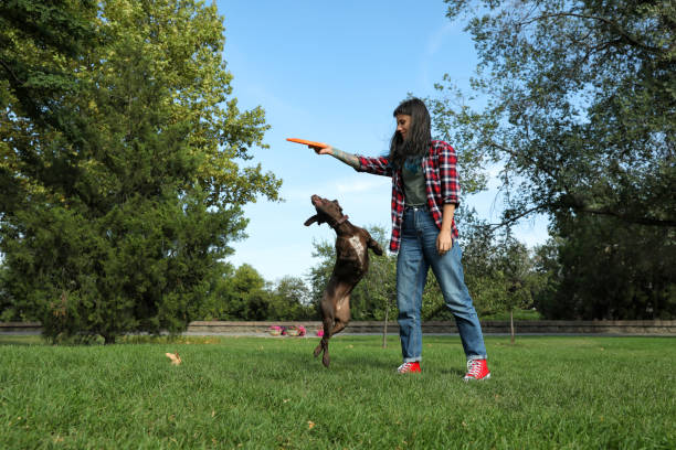 istock Woman and her dog playing with flying disk in park 1404201927