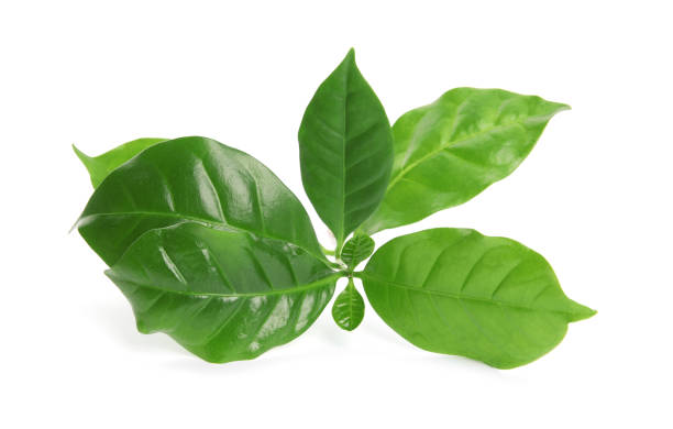 istock Branch of coffee plant isolated on white 1404202173
