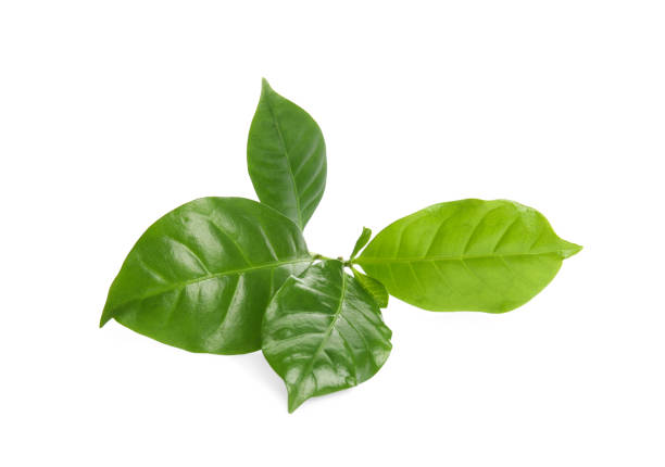 istock Branch of coffee plant isolated on white 1404202174