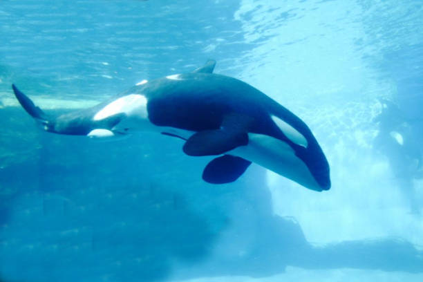 orca whale swimming underwater in the aquarium - animals in captivity stok fotoğraflar ve resimler