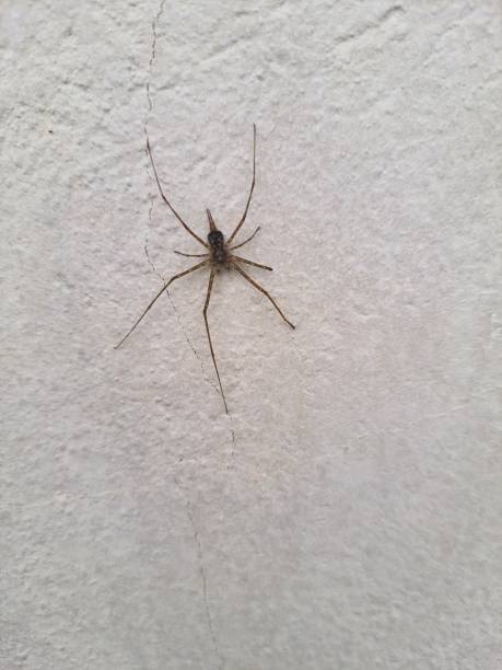 istock Spider with big paws on a wall in the wall 1404202320