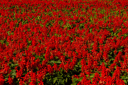 Goiania, Goiás, Brazil – June 19, 2022:  Detail of a garden of red flowers in a public park in the city of Goiânia.