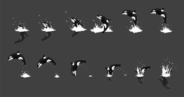 tieranimation orca jumping cartoon vektor - schwertwal stock-grafiken, -clipart, -cartoons und -symbole