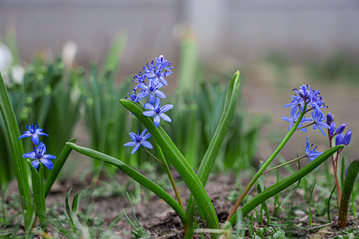 Blue Scilla flowers. First spring flowers.