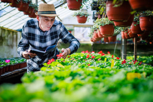 Mature man examining plants in greenhouse