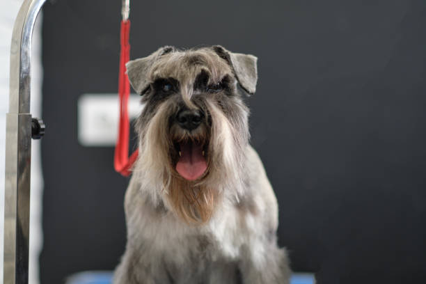 istock Portrait of silver miniature schnauzer shoot in studio 1404204647