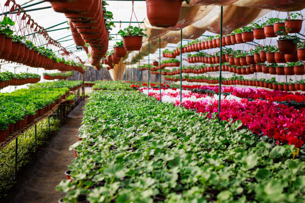 Greenhouses for growing flowers. Blurred interior of an industrial floriculture greenhouse with flower beds in the foreground