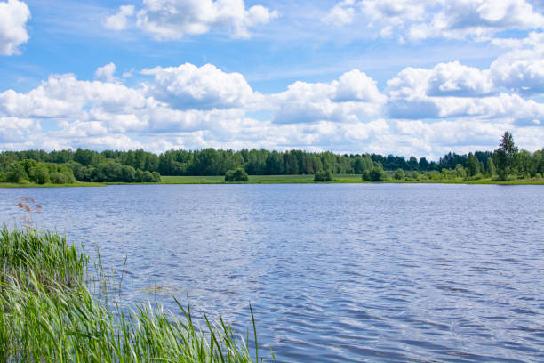 istock A lake and grass sedge. Summer landscape of Belarus 1404205809