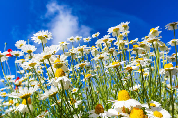 marguerites blanches contre le ciel bleu - blue chamomile photos et images de collection