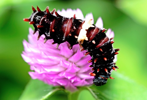istock Caterpillar Climbing Globe Amaranth flower - animal behavior. 1404207615