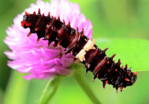 istock Caterpillar Climbing Globe Amaranth flower - animal behavior. 1404207665