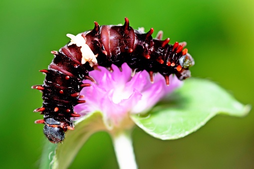 istock Caterpillar Climbing Globe Amaranth flower - animal behavior. 1404207783