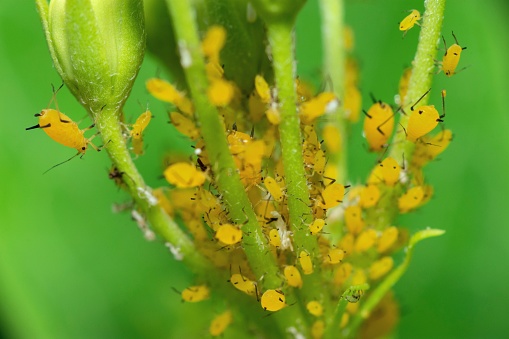 Aphids community on flower branch - animal behavior.