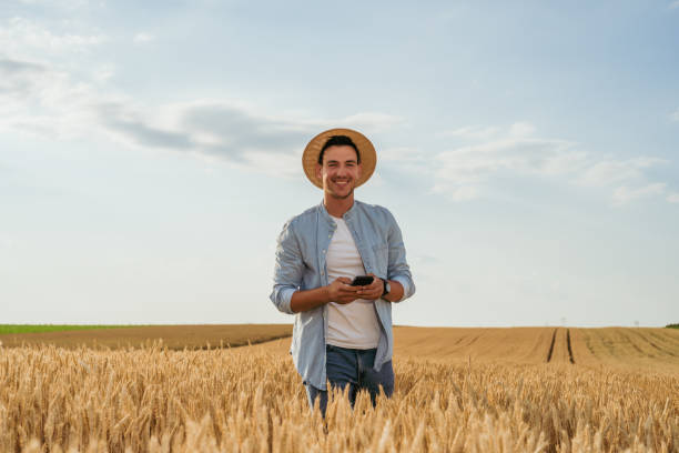 Farmer using mobile phone   in wheat field stock photo