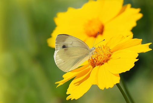 A white butterfly on a yellow flower close-up. Macro close-up photo of a sitting butterfly on a bright flower. Beautiful summer wallpapers on your desktop. A postcard with a butterfly.