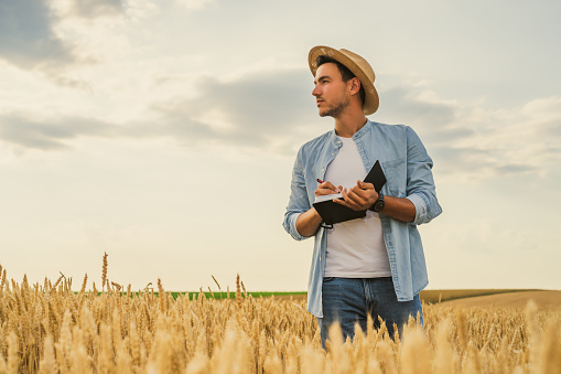 Farmer  writing notes  while standing in his growing  wheat  field.