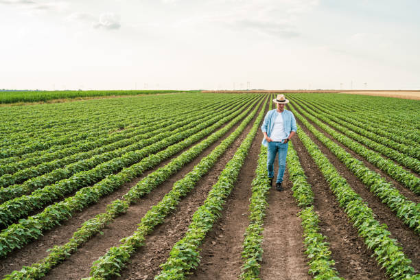 istock Farmer in his growing  soybean field 1404208219