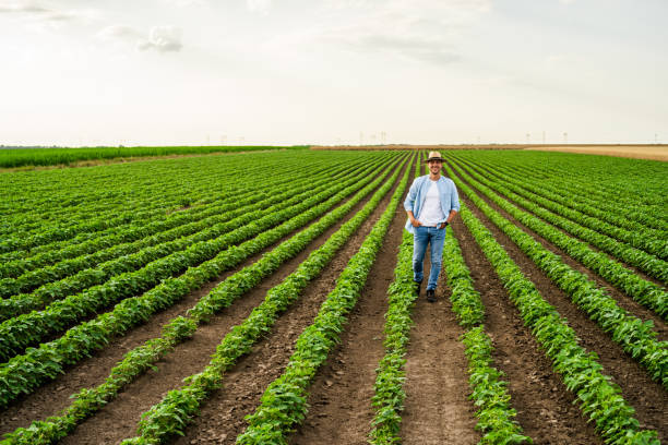 istock Farmer i standing in his growing  soybean field 1404208230