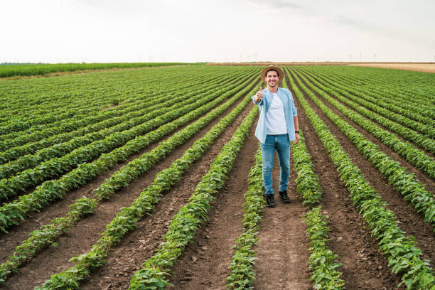 istock Farmer showing thumb up while  standing in his growing  soybean field 1404208294