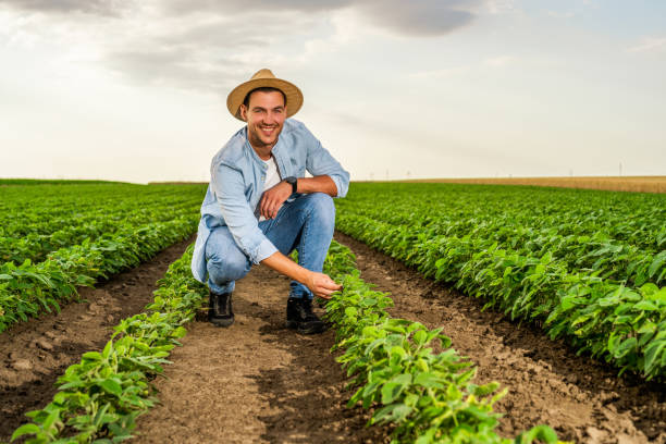 Happy farmer in his growing  soybean field stock photo