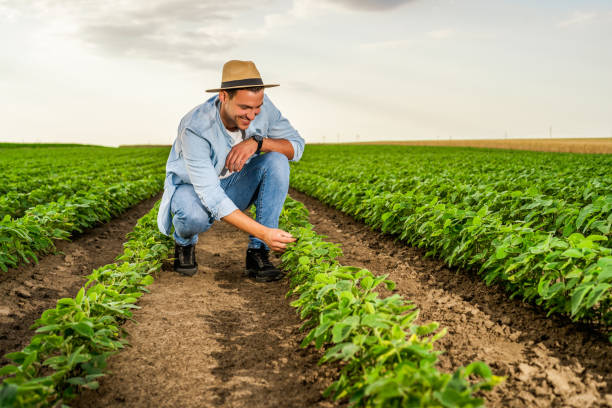 istock Happy farmer in his growing  soybean field 1404208356