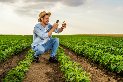 Happy farmer using mobile phone while spending time in his growing  soybean  field.