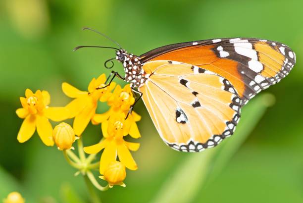 istock Butterfly drinking juice from flower. 1404208378