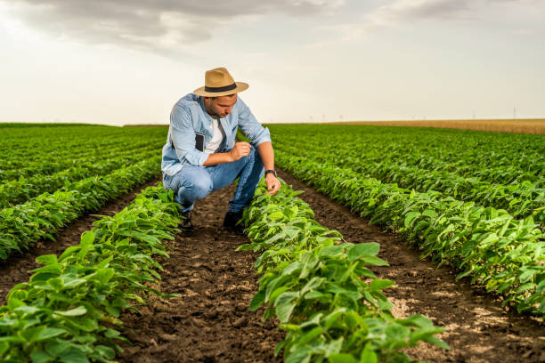 istock Farmer  examining crops  in growing soybean field 1404208404